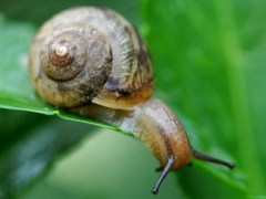 (世界上牙齿最多的动物)世界上牙齿最多的动物 蜗牛的牙齿超过2万颗